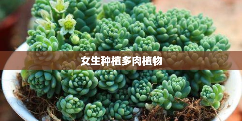 女生种植多肉植物