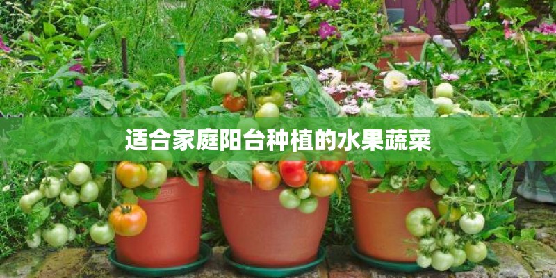适合家庭阳台种植的水果蔬菜