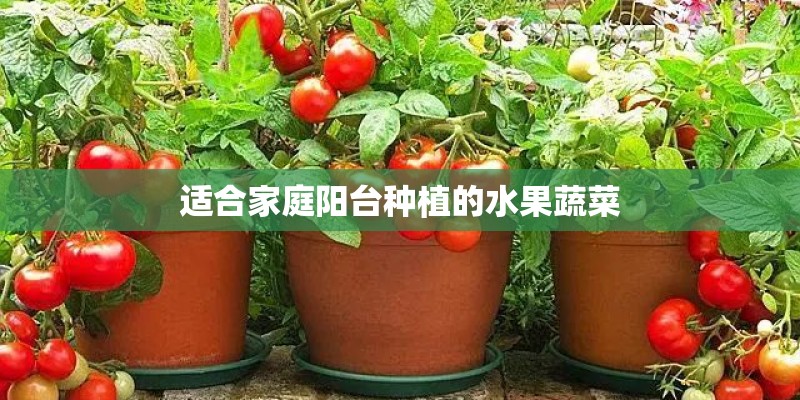 适合家庭阳台种植的水果蔬菜