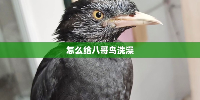 怎么给八哥鸟洗澡