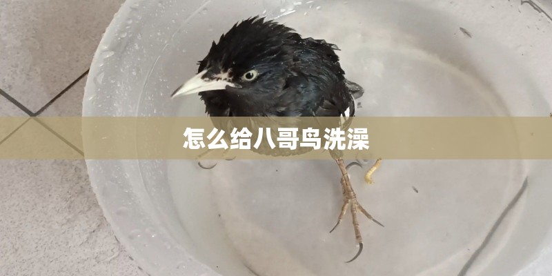 怎么给八哥鸟洗澡