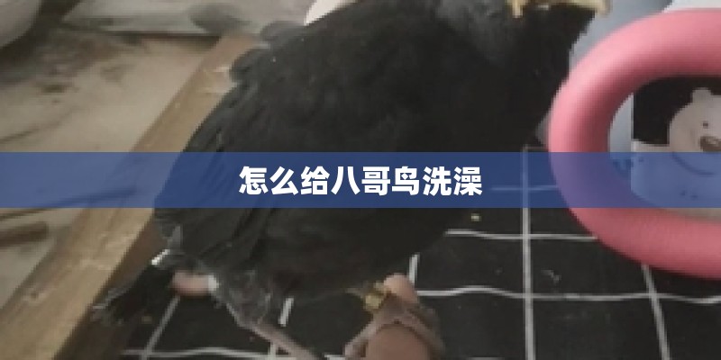 怎么给八哥鸟洗澡