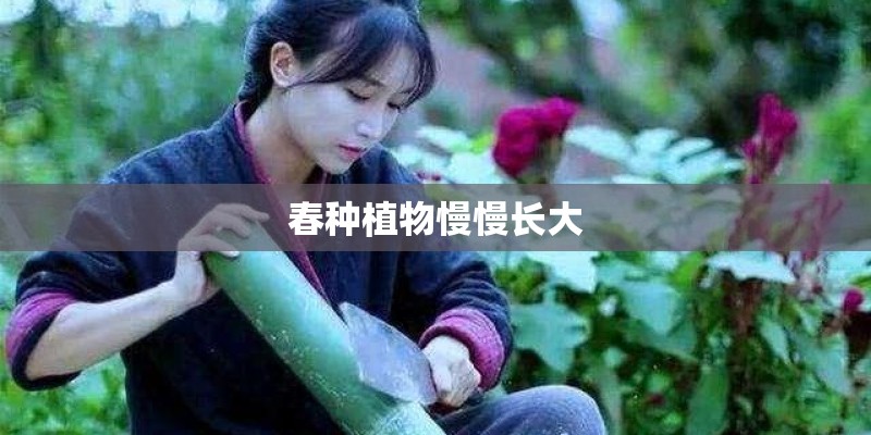 春种植物慢慢长大