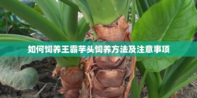 如何饲养王霸芋头饲养方法及注意事项