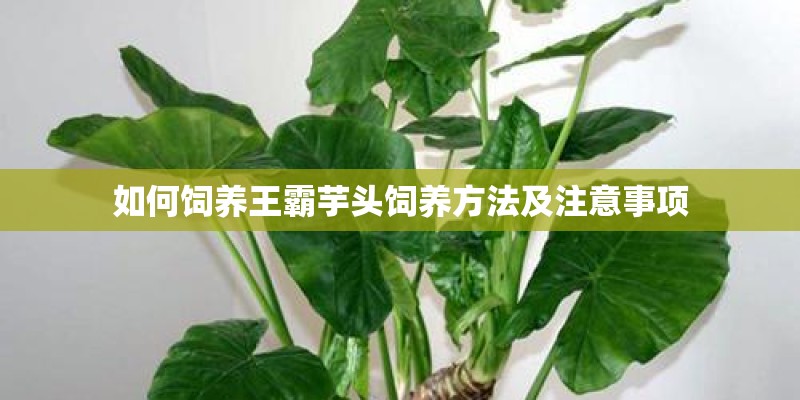 如何饲养王霸芋头饲养方法及注意事项 如何饲养王霸芋头饲养方法及注意事项