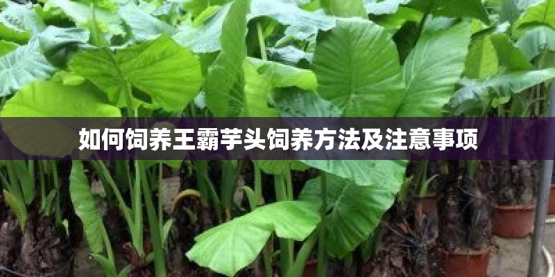 如何饲养王霸芋头饲养方法及注意事项 如何饲养王霸芋头饲养方法及注意事项