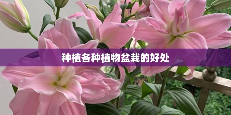 种植各种植物盆栽的好处