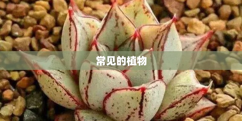 常见的植物 常见的植物