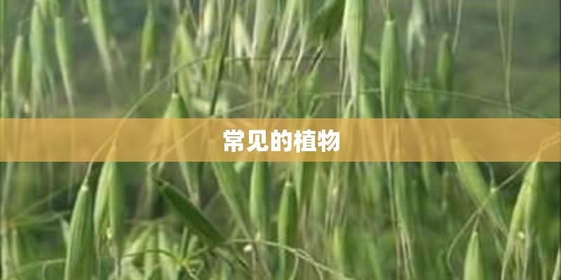 常见的植物 常见的植物