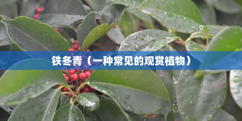 铁冬青（一种常见的观赏植物）
