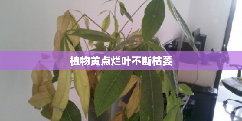 植物黄点烂叶不断枯萎