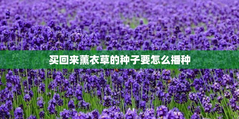 买回来薰衣草的种子要怎么播种