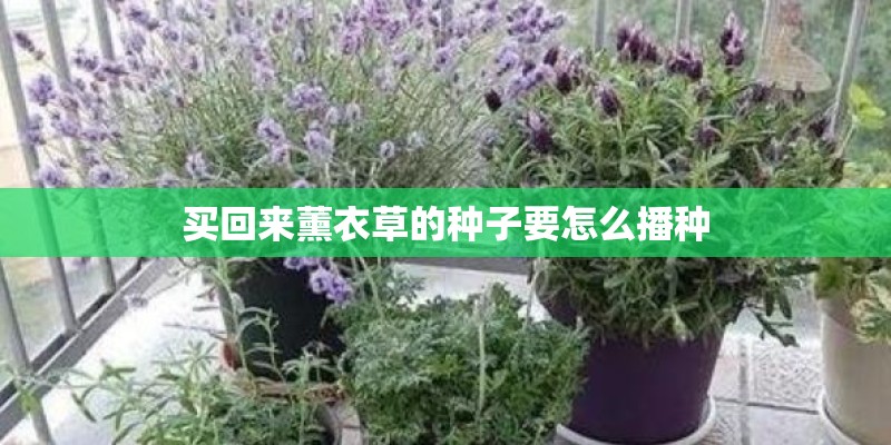 买回来薰衣草的种子要怎么播种