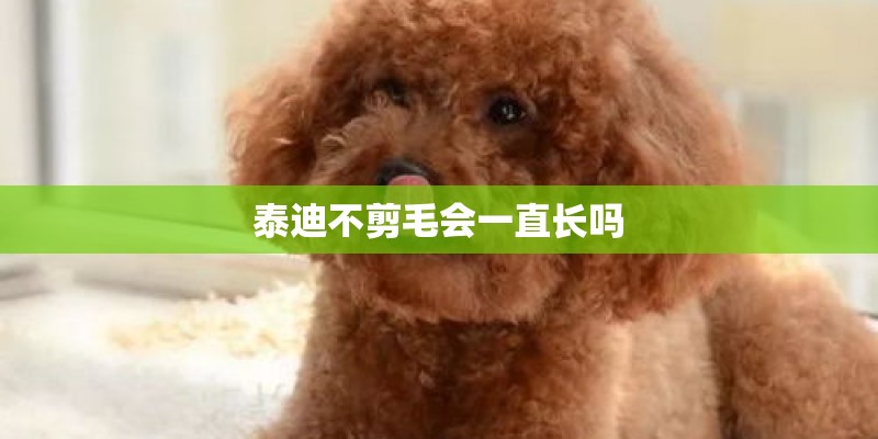 泰迪不剪毛会一直长吗