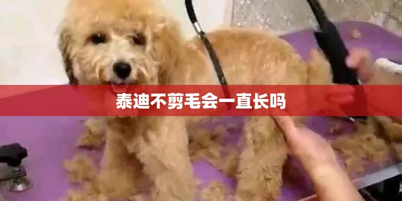 泰迪不剪毛会一直长吗