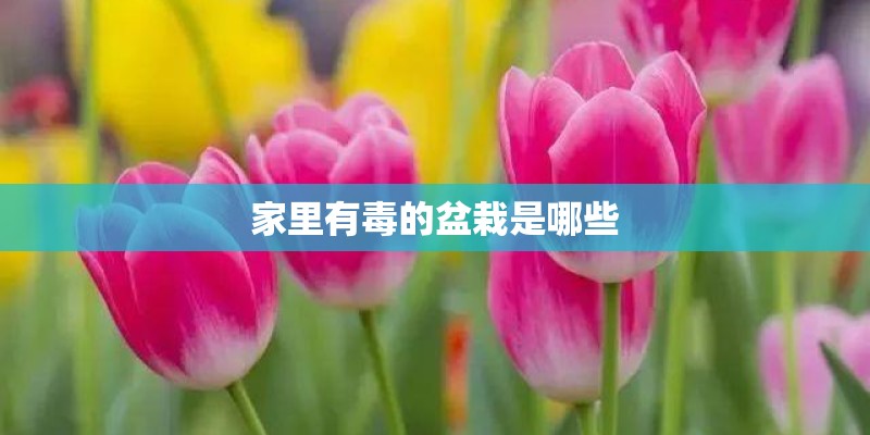 家里有毒的盆栽是哪些