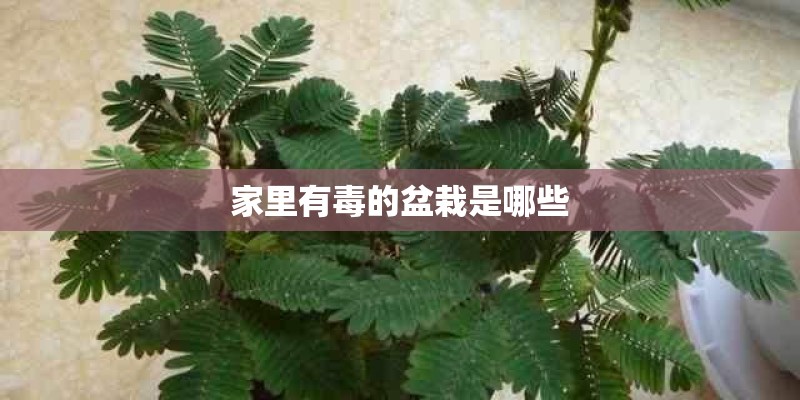 家里有毒的盆栽是哪些
