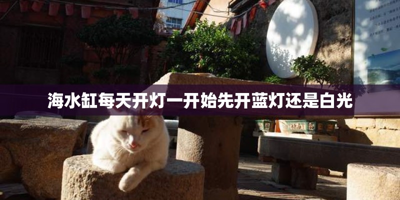 海水缸每天开灯一开始先开蓝灯还是白光