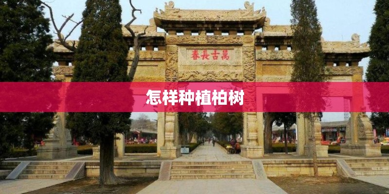 怎样种植柏树
