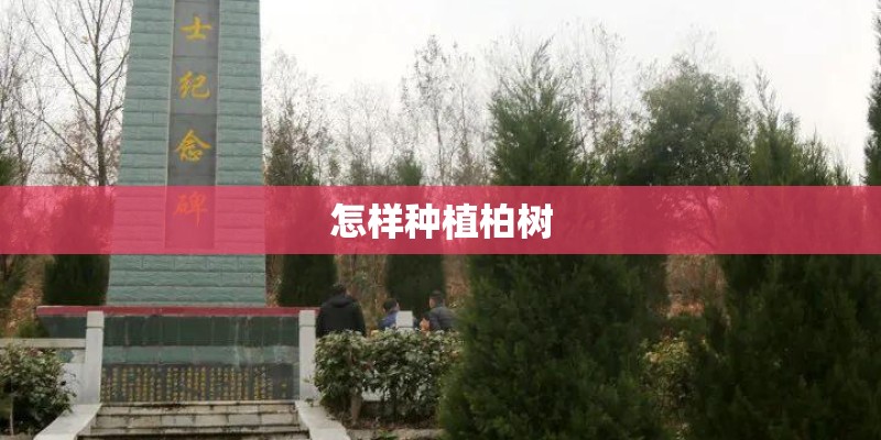 怎样种植柏树