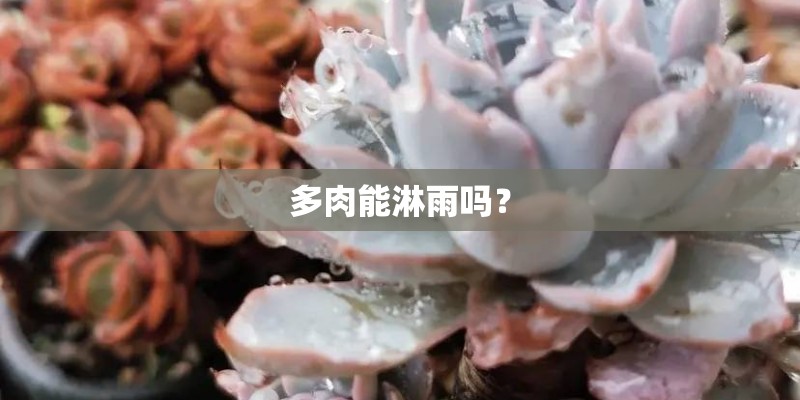 多肉能淋雨吗？