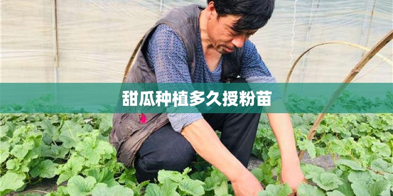 甜瓜种植多久授粉苗