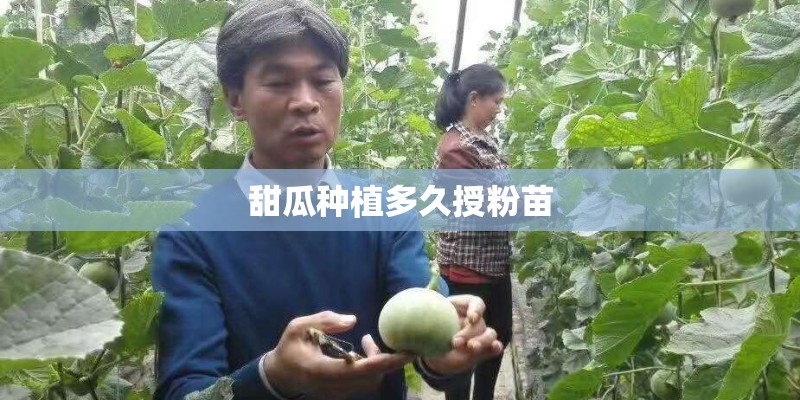 甜瓜种植多久授粉苗