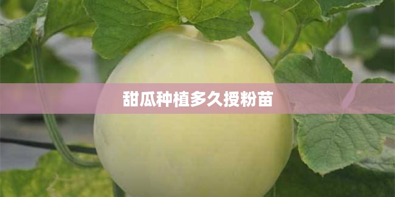 甜瓜种植多久授粉苗
