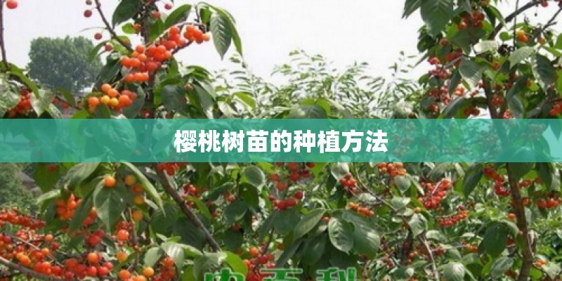 樱桃树苗的种植方法