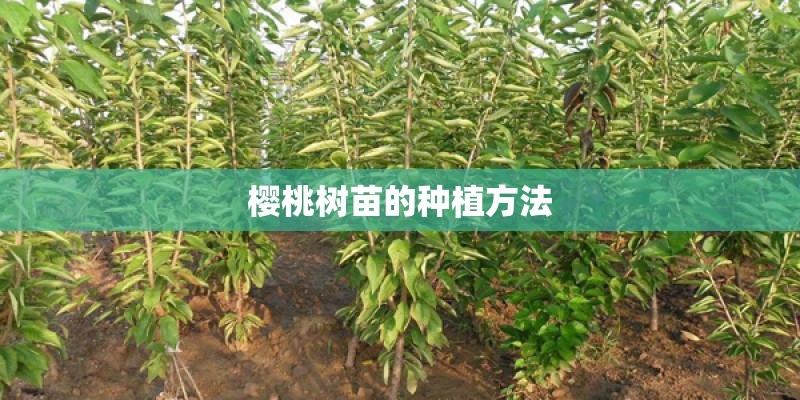 樱桃树苗的种植方法