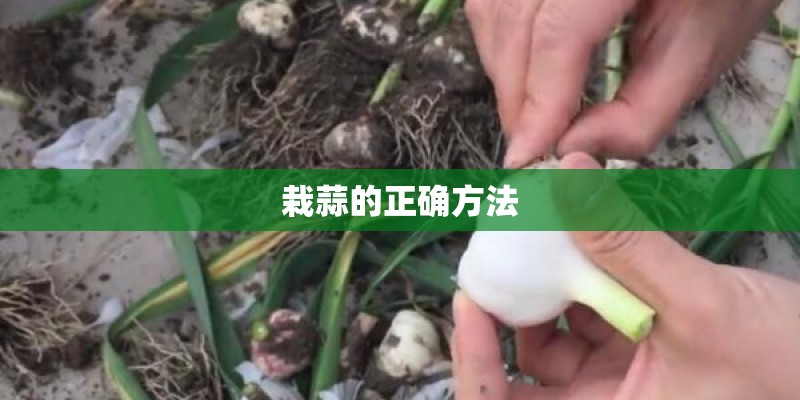 栽蒜的正确方法
