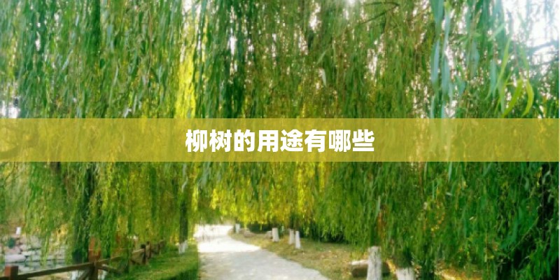 柳树的用途有哪些