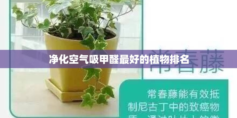 净化空气吸甲醛最好的植物排名