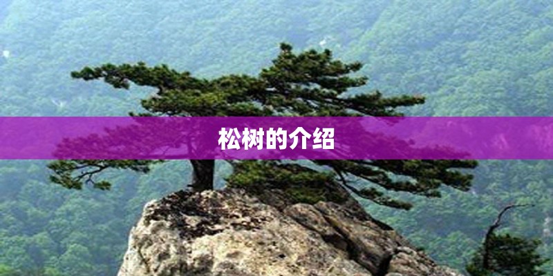松树的介绍