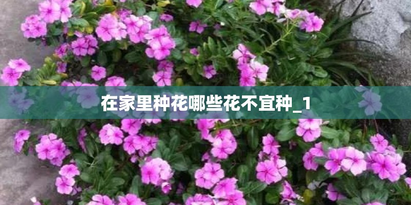 在家里种花哪些花不宜种_1