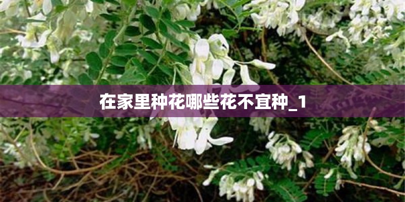 在家里种花哪些花不宜种_1