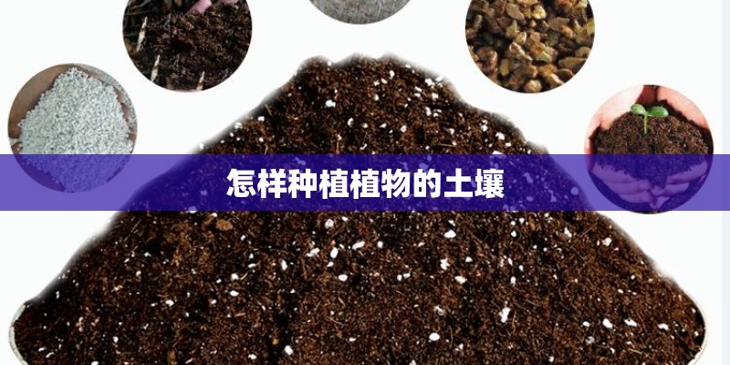 怎样种植植物的土壤