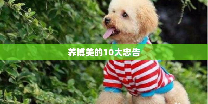 养博美的10大忠告