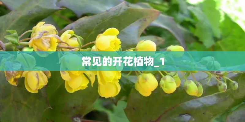 常见的开花植物_1