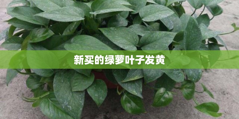 新买的绿萝叶子发黄 新买的绿萝叶子发黄