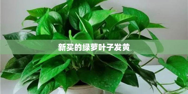 新买的绿萝叶子发黄 新买的绿萝叶子发黄