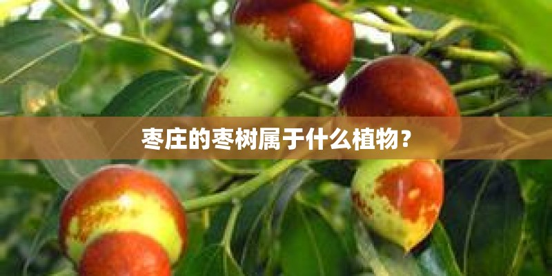 枣庄的枣树属于什么植物？