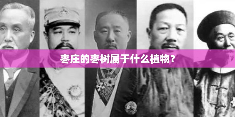 枣庄的枣树属于什么植物？