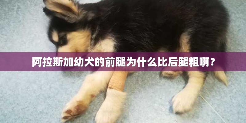 阿拉斯加幼犬的前腿为什么比后腿粗啊？