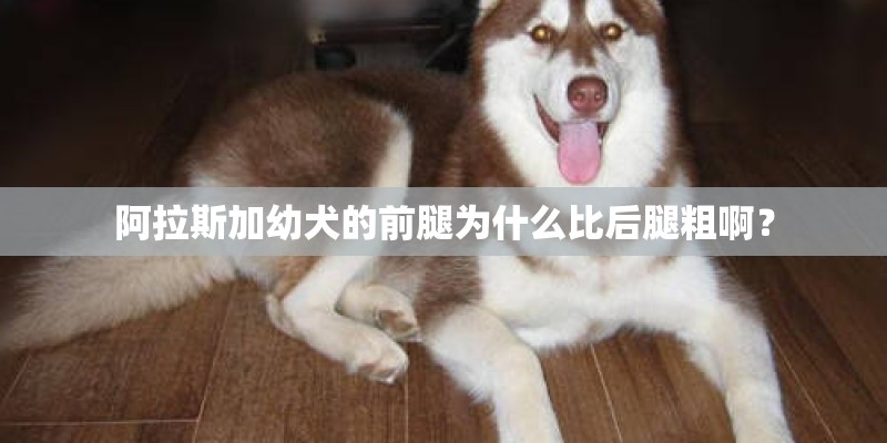 阿拉斯加幼犬的前腿为什么比后腿粗啊？