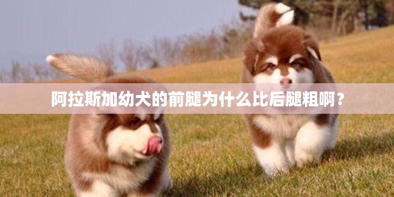 阿拉斯加幼犬的前腿为什么比后腿粗啊？