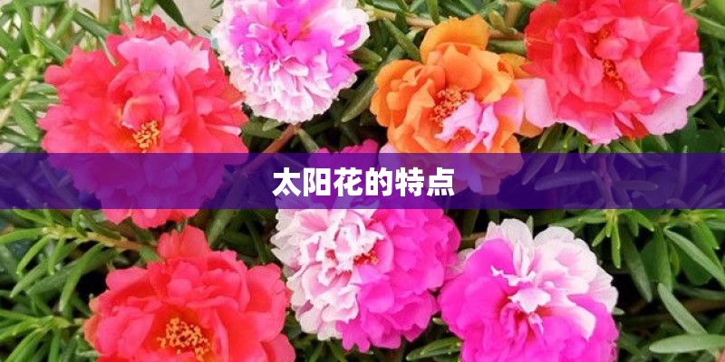 太阳花的特点