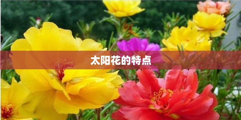 太阳花的特点 太阳花的特点