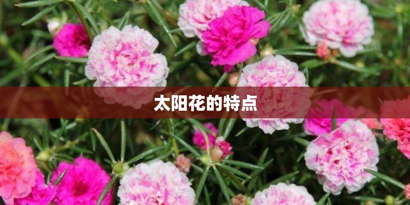 太阳花的特点 太阳花的特点