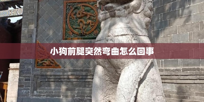 小狗前腿突然弯曲怎么回事